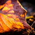 IMG_4720.jpg