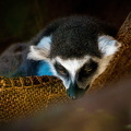 IMG_6600.jpg