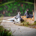 IMG_8003.jpg