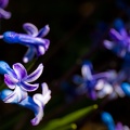IMG_9248.jpg
