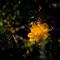 IMG_9306.jpg
