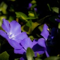 IMG_9345.jpg
