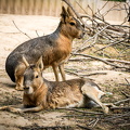 IMG_4159.jpg